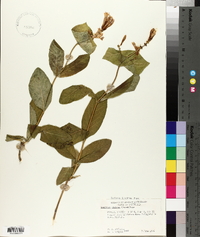 Lonicera ciliosa image