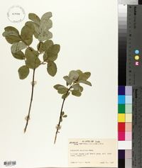 Lonicera cauriana image