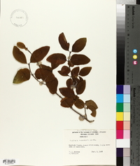 Lonicera canadensis image