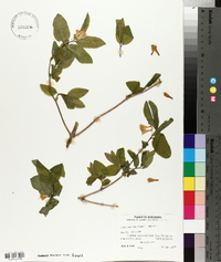 Lonicera canadensis image