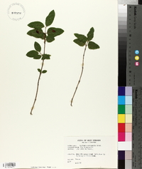 Lonicera canadensis image
