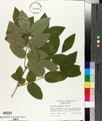 Lonicera canadensis image