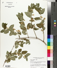 Lonicera canadensis image