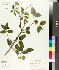 Lonicera canadensis image