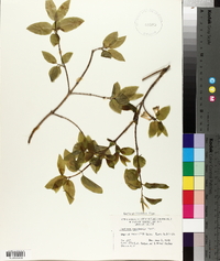 Lonicera canadensis image