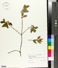 Lonicera canadensis image