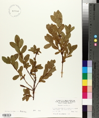 Lonicera caerulea image