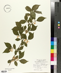 Lonicera × bella image