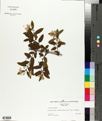 Lonicera × bella image