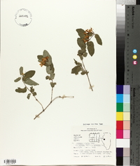 Lonicera × bella image