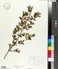 Lonicera × bella image