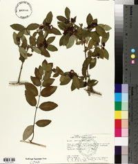 Lonicera × bella image