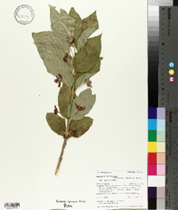 Lonicera involucrata image