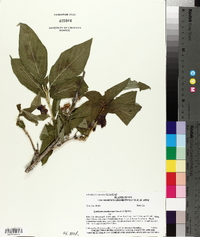 Lonicera involucrata image