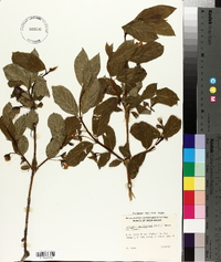 Lonicera involucrata image