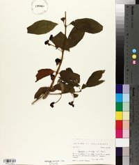 Lonicera involucrata image