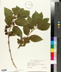 Lonicera involucrata image