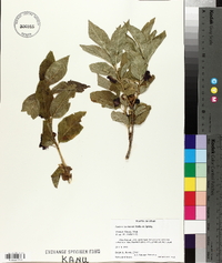 Lonicera involucrata image