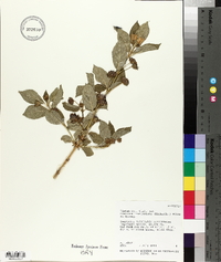 Lonicera involucrata image