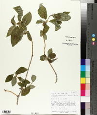 Lonicera involucrata image