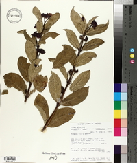 Lonicera involucrata image