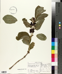 Lonicera involucrata image