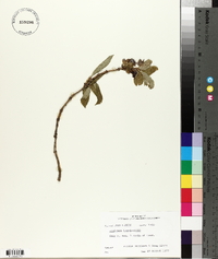 Lonicera involucrata image