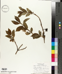 Lonicera involucrata image