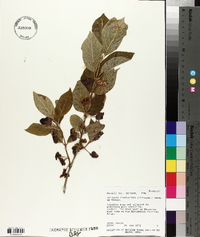 Lonicera involucrata image