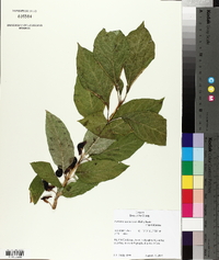 Lonicera involucrata image