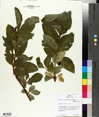 Lonicera involucrata image