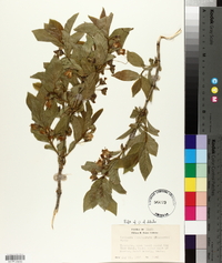 Lonicera involucrata image