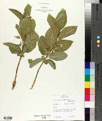 Lonicera involucrata image