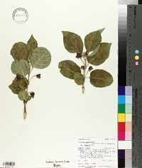 Lonicera involucrata image