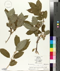 Lonicera involucrata image