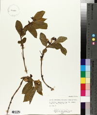 Lonicera involucrata image