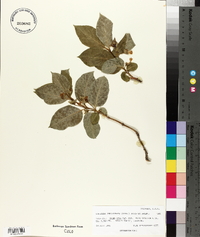 Lonicera involucrata image