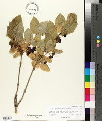 Lonicera involucrata image