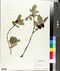 Lonicera involucrata image