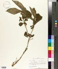 Lonicera involucrata image