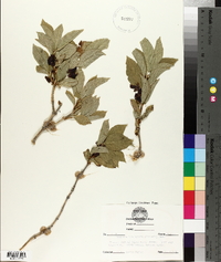 Lonicera involucrata image