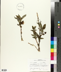 Lonicera involucrata image