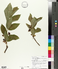 Lonicera involucrata image