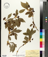 Lonicera involucrata image