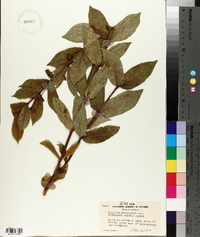 Lonicera involucrata var. ledebourii image