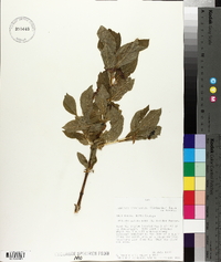 Lonicera involucrata image