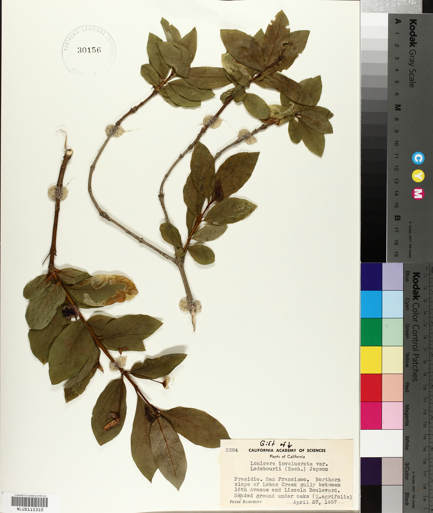 Lonicera involucrata var. ledebourii image