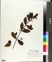 Lonicera involucrata image