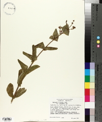 Lonicera hispidula image