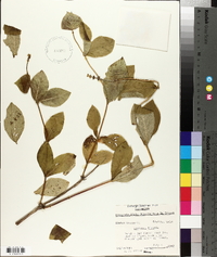 Lonicera hirsuta image